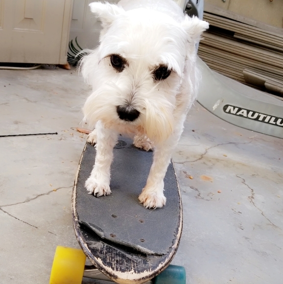 Meet your Posher, Nev - Picture 4 of 6